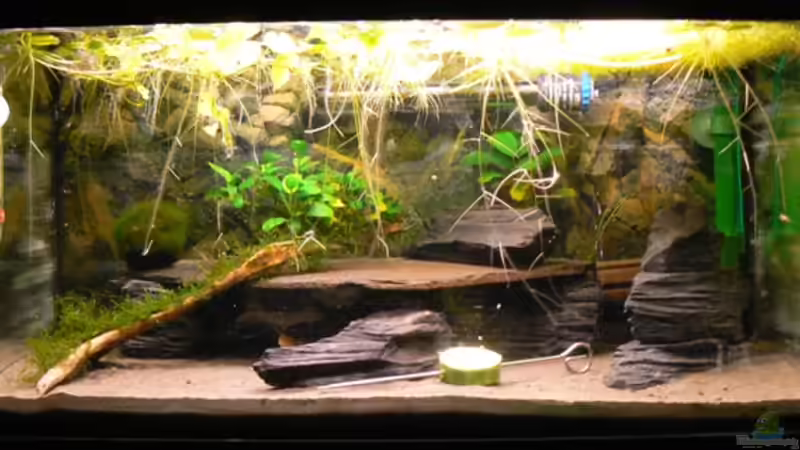 Januar 2009 von Desperattzo (1)