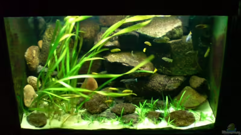 Januar 2009 von timme (13)