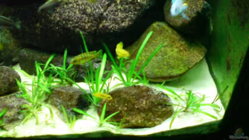 Januar 2009 von timme (22)