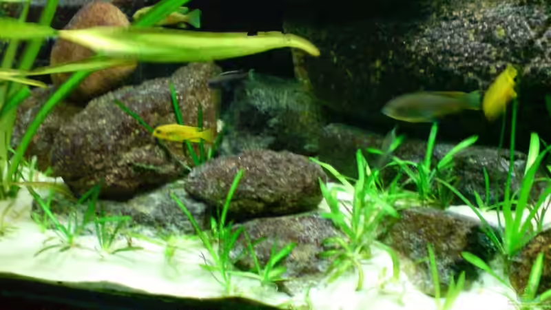 Januar 2009 von timme (23)