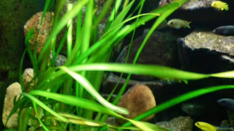 Januar 2009 von timme (24)