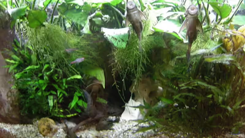 Januar 2010 / mitte von Holger Freiwald (7)