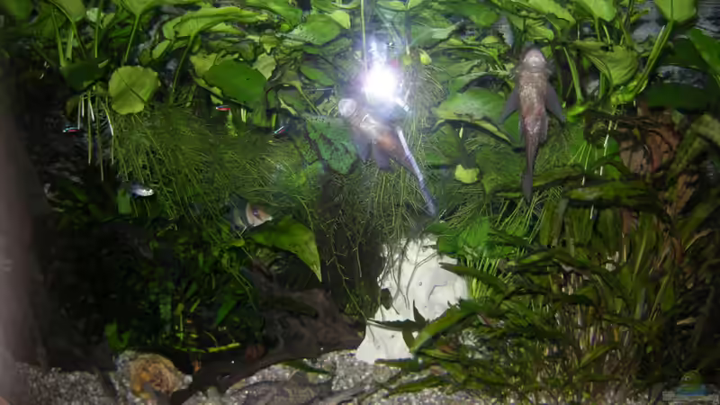 Januar 2010 / Nachts von Holger Freiwald (6)