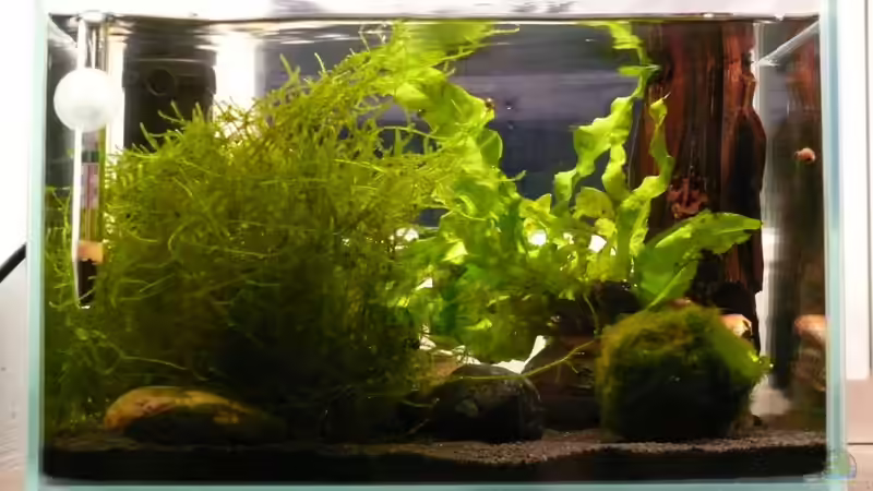 Januar 2010, der erste Versuch der Einrichtung von Die kleine Meerjungfrau (4)