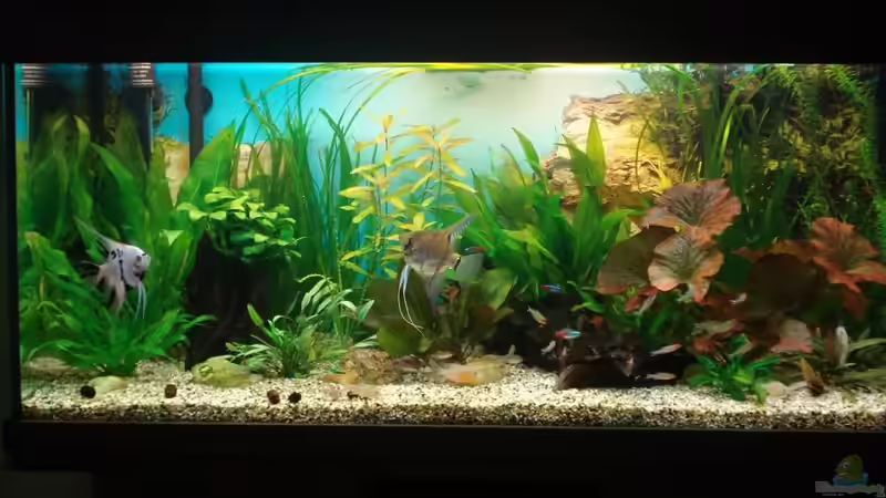 Januar 2010 von Chris 81 (3)