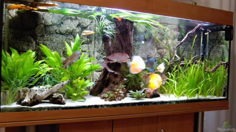 Januar 2011 von Don Jupp (3)