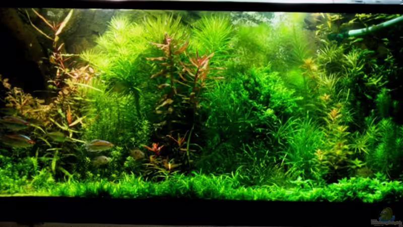 Januar 2011 von furt (7)