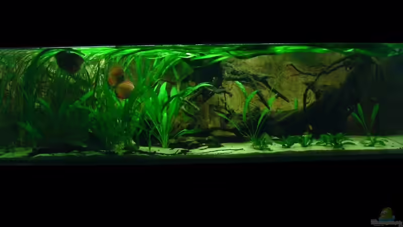 Januar 2011 von PH Neutral (4)