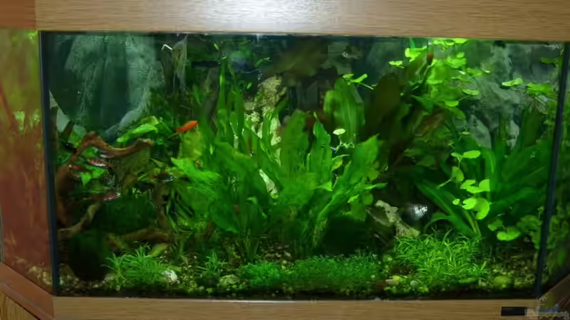 Januar 2011 von Volkmar1 (4)