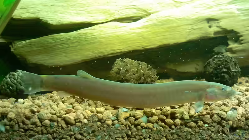 Januar 2012 - Dornauge von bergfrau (34)