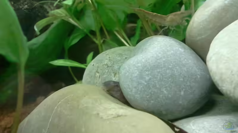 Januar 2012 - Dornauge von bergfrau (35)