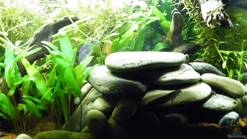 Januar 2012 - Dornaugen-Burg von bergfrau (20)