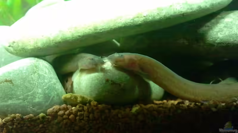 Januar 2012 - Dornaugen von bergfrau (36)