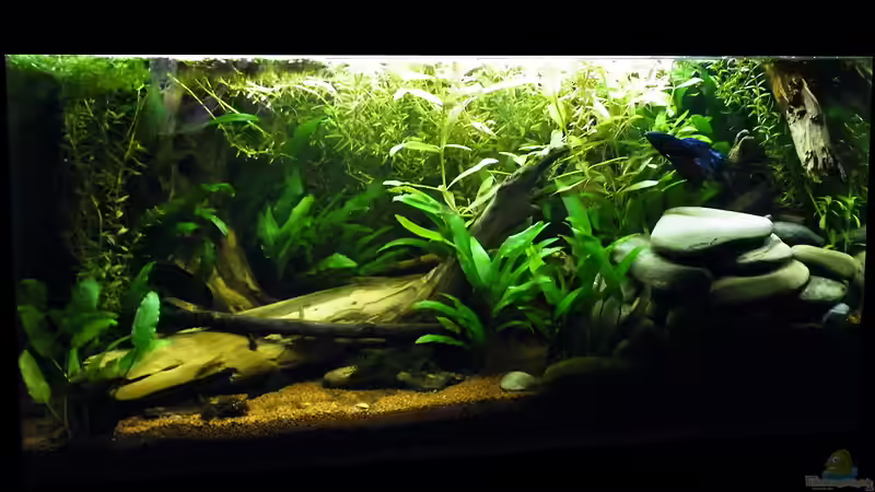 Januar 2012 - Gesamtansicht