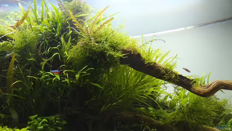 Januar 2013 Froschperspektive II von disco-d (14)