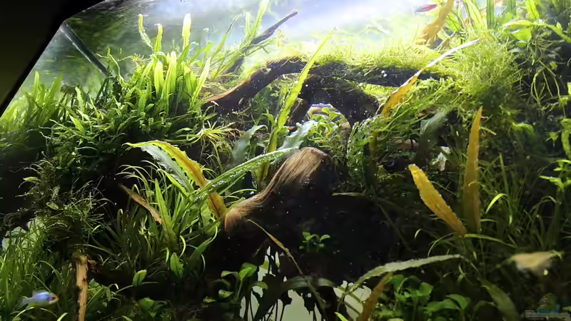 Januar 2013 Froschperspektive von disco-d (13)