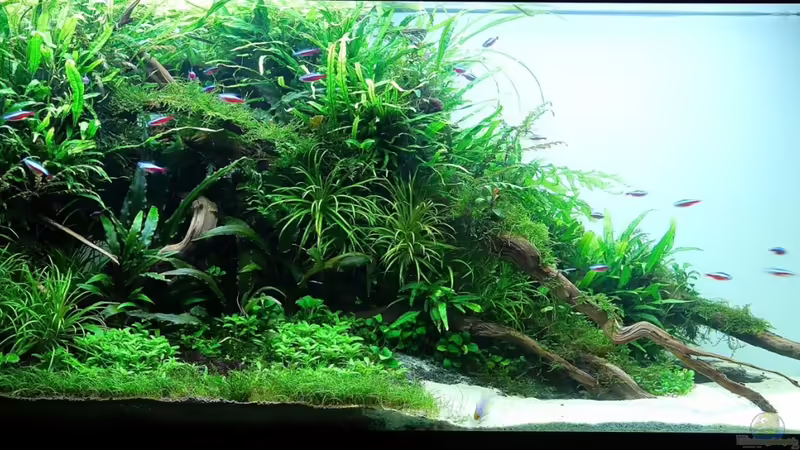 Januar 2013 von disco-d (5)