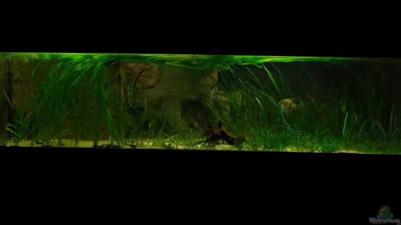 Januar 2013 von PH Neutral (9)