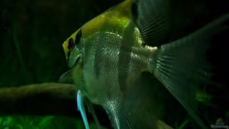 Januar 2014 als Vergleich nächstes Foto als Jungtier von PH Neutral (28)