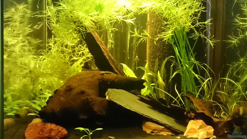 Januar 2017 von Gregor (4)