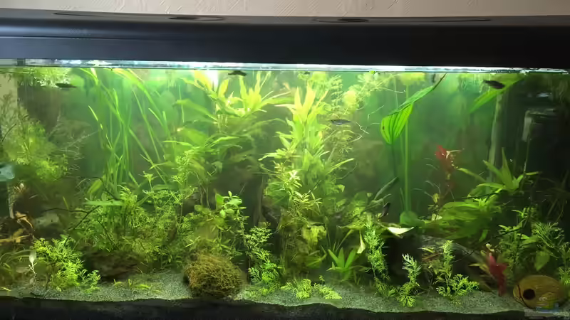 Januar 2018 von Ceylon (10)