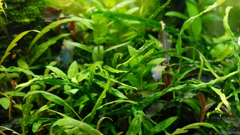 Januar 2018 von Micha... (48)