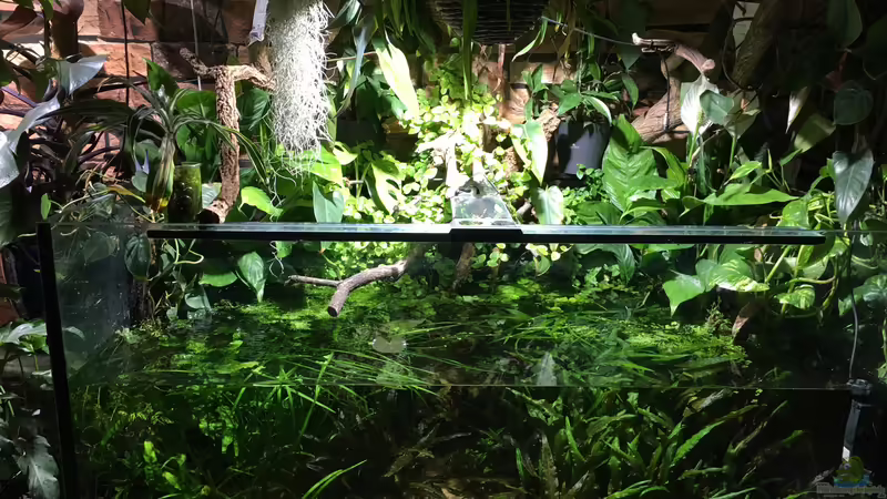 Januar 2020 von Botia (14)