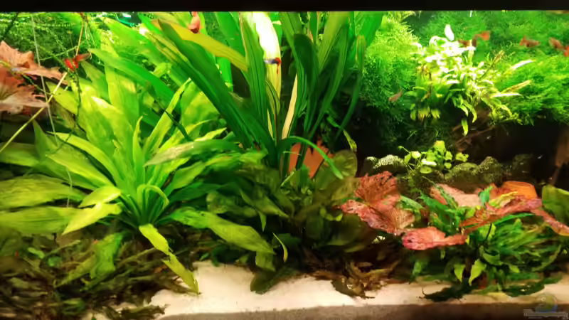 Januar 2020 von Frank Krüger (2)