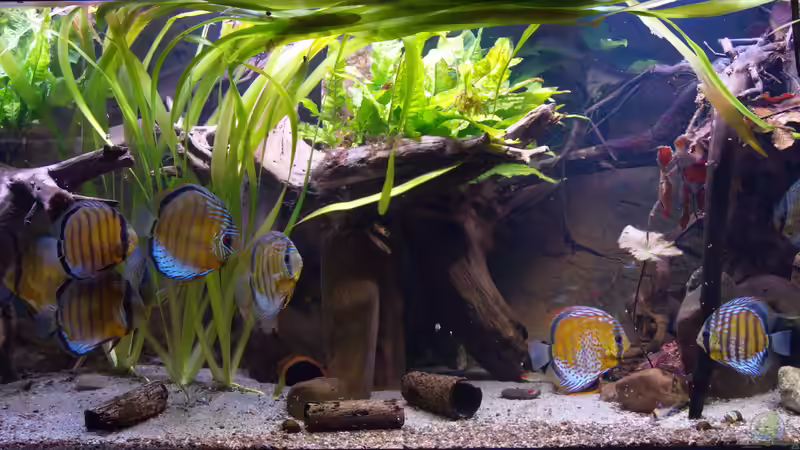 Januar 2021 - Beckenansicht Halbwildes Volk im Wurzeldickicht von ravaka (4)