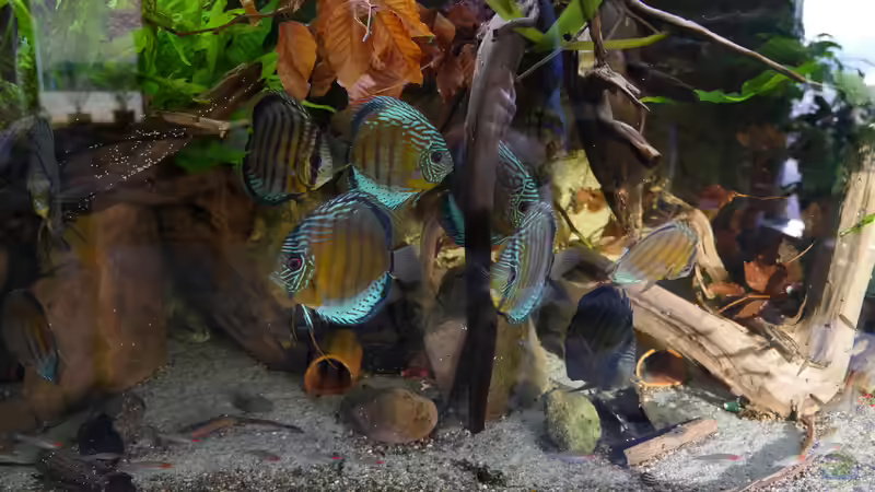 Januar 2021 - Die Sonne scheint ins Becken - die Diskus leuchten wie Juwele von ravaka (2)