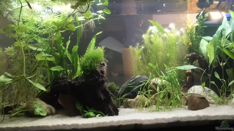 Januar 2021 von Maji (3)