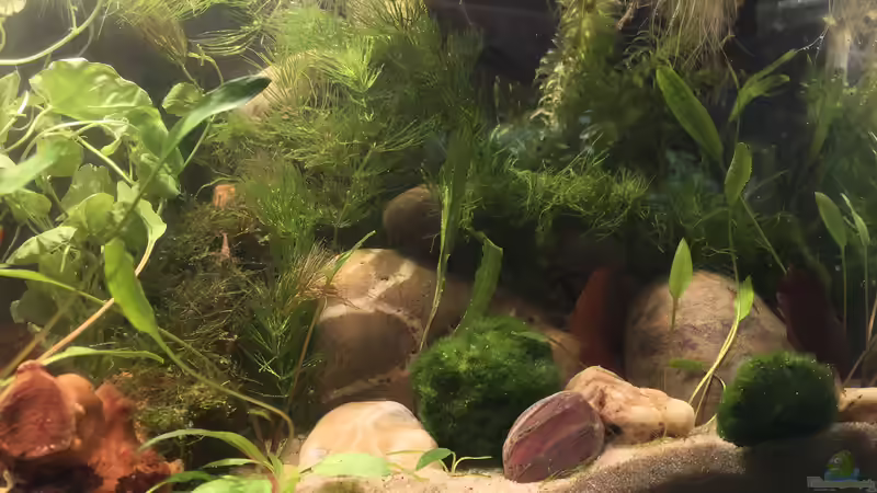 Januar 2021 von Maji (3)