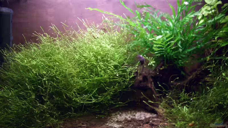 Januar 2026 von Roland Saager (3)