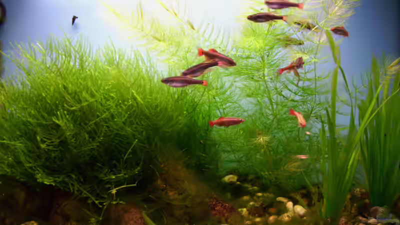 Januar 2026 von Roland Saager (6)