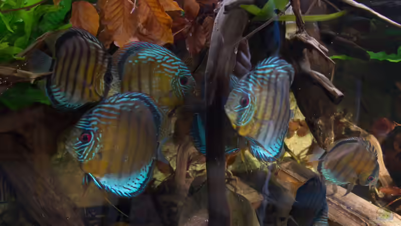 Januar 21 - Beckenansicht Halbwildes Volk im Wurzeldickicht von ravaka (1)