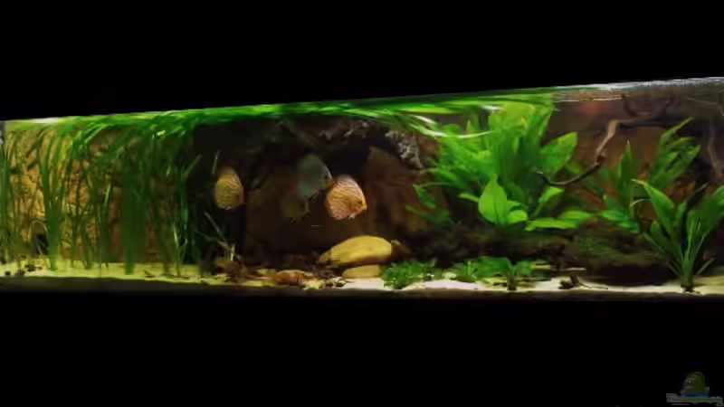 Januar-März 2012 von PH Neutral (12)