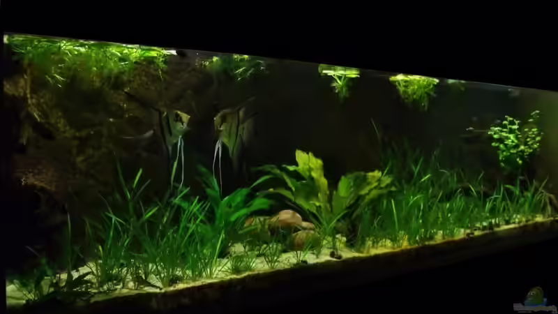 Januar-November 2014 von PH Neutral (14)