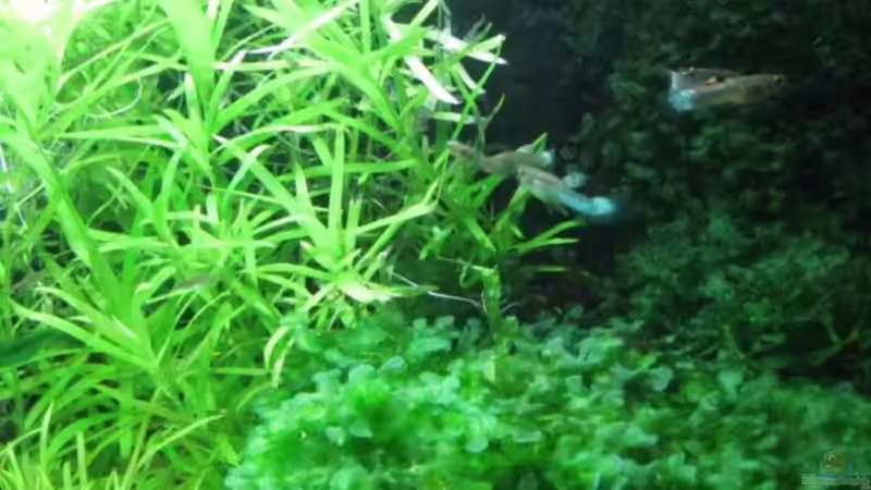 Japan Blue Endler 1 von cammarus (12)