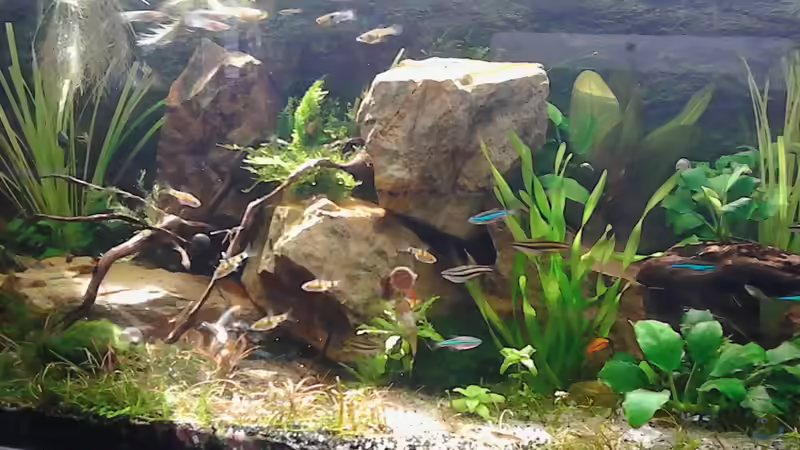 Japanblue Endler, Nannostamus marginata, Barbus gelius,  Yunnanilius sp. rosy von Grünhexe (167)