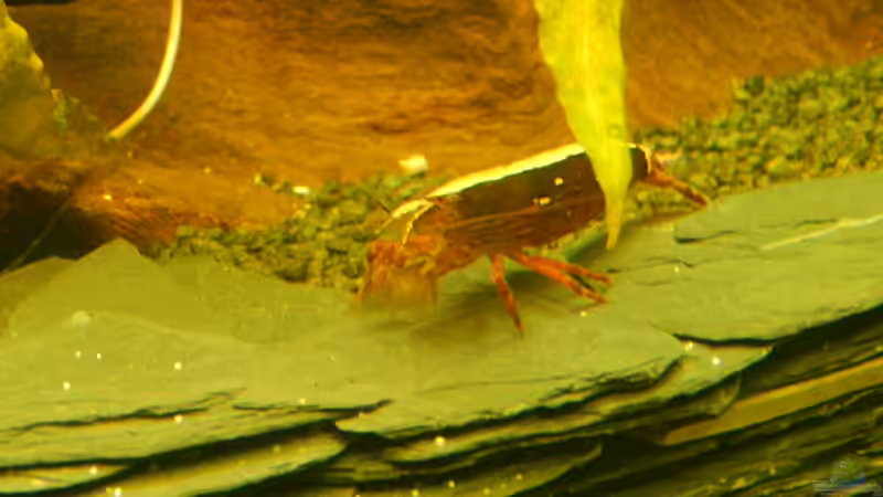 JAPANISCHE F??CHERGARNELE von Heinz Von B1 (30)