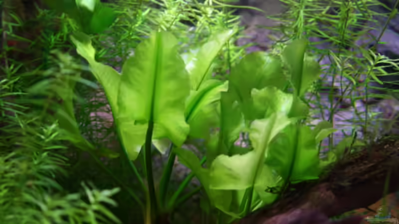 japanische Teichrose von bull70 (4)