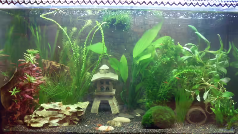 Japanischer Garnelengarten neu dekoriert von Brausefisch (1)