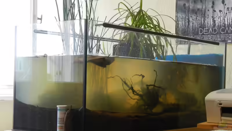 Japanischer Schachtelhalm, hinten: Kalmus im Kokosfasertopf. von miv (7)