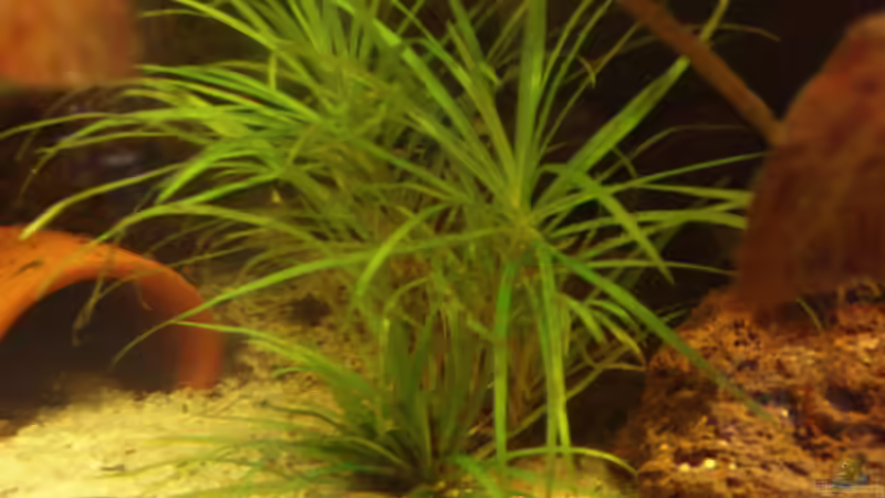 Japanisches Fadenkraut - blyxa japonica - in Gruppen im Vordergrund, auf Dauer schwer zu pflegende Pflanze. Mittlere bis intensive Beleuchtung und CO 2 Düngung erforderlich von welspapa (12)