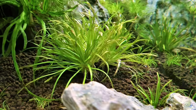 Japanisches Fadenkraut von Comander (14)