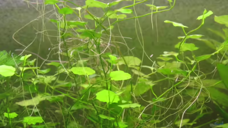 Cardamine lyrata im Aquarium pflegen (Einrichtungsbeispiele für Japanisches Schaumkraut)