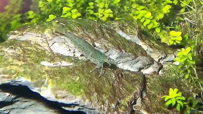 Japonica Mann von J.Liebold (24)