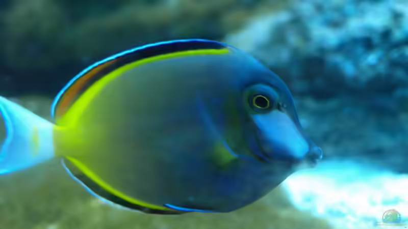 Japonicus von mr.boomBASCHTIc (19)