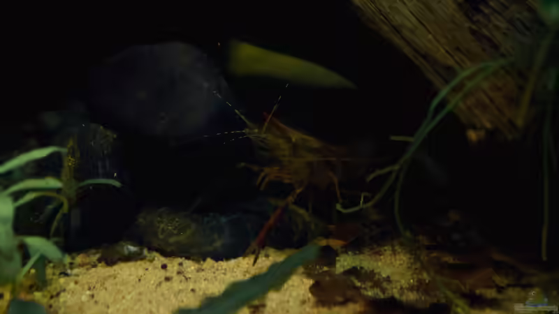 Jaques- Folge mich von Enrico Friedrich (8)