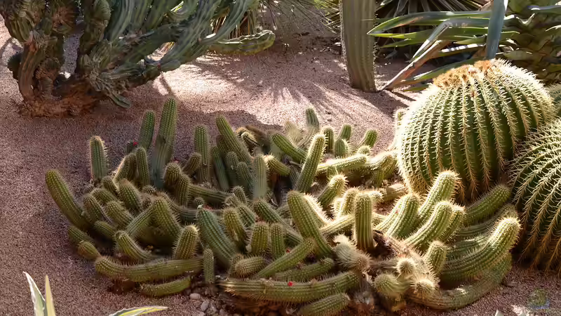 Jardin Majorelle - Marrakesch für Garten- und Naturliebhaber: Ein botanisches Juwel in der Wüste